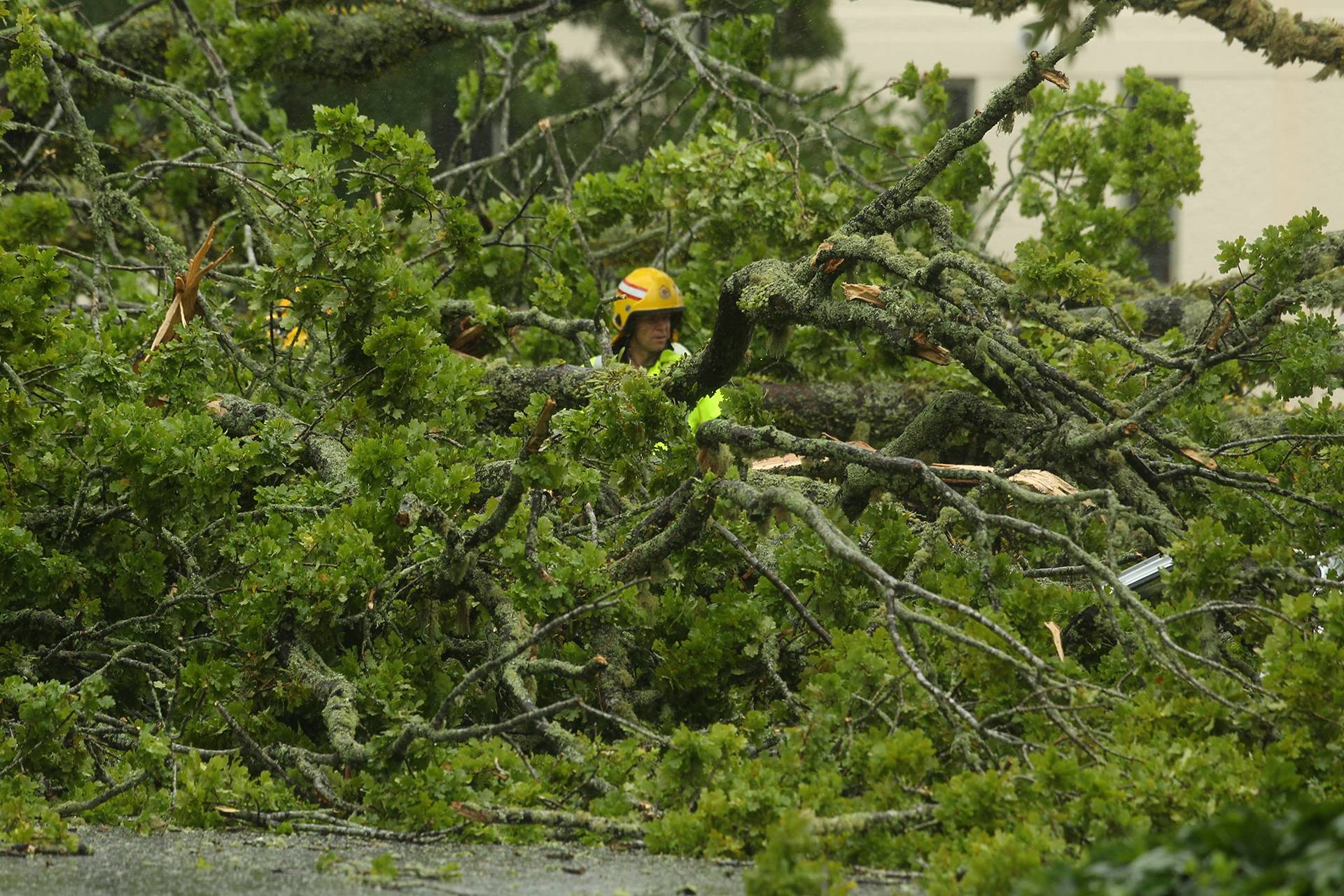 Woman dies after large tree falls on car