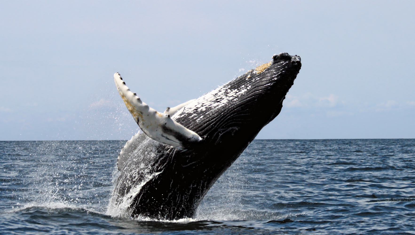 30 years for Humpback whales to recover - scientists