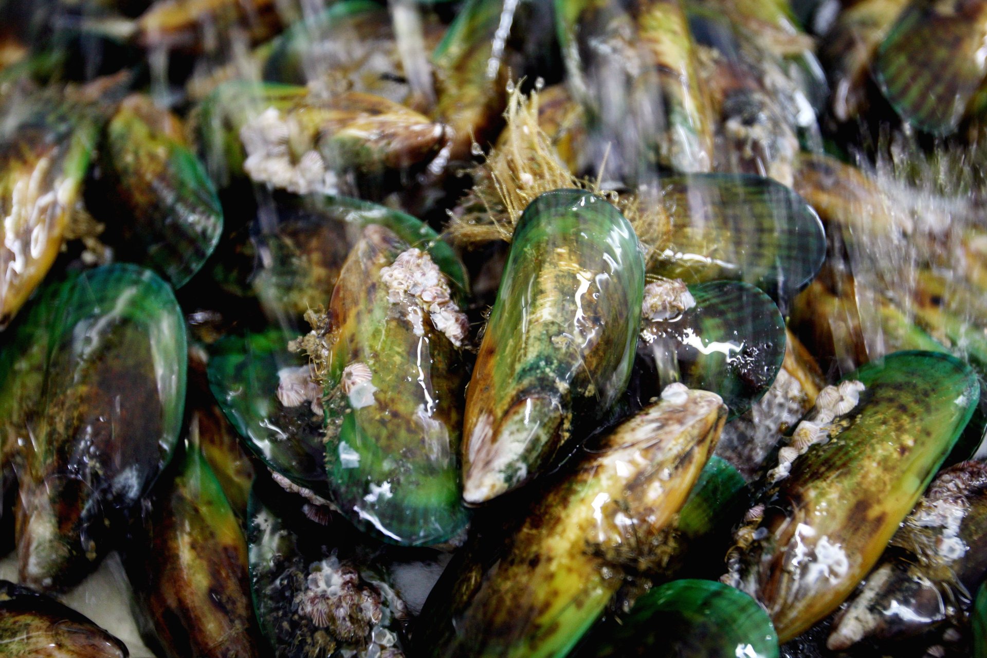 Flipboard Mussels warning after Coromandel food poisoning outbreak